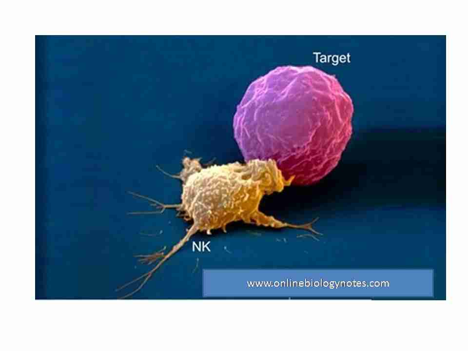 Gary Collier Blog Natural Killer Cell