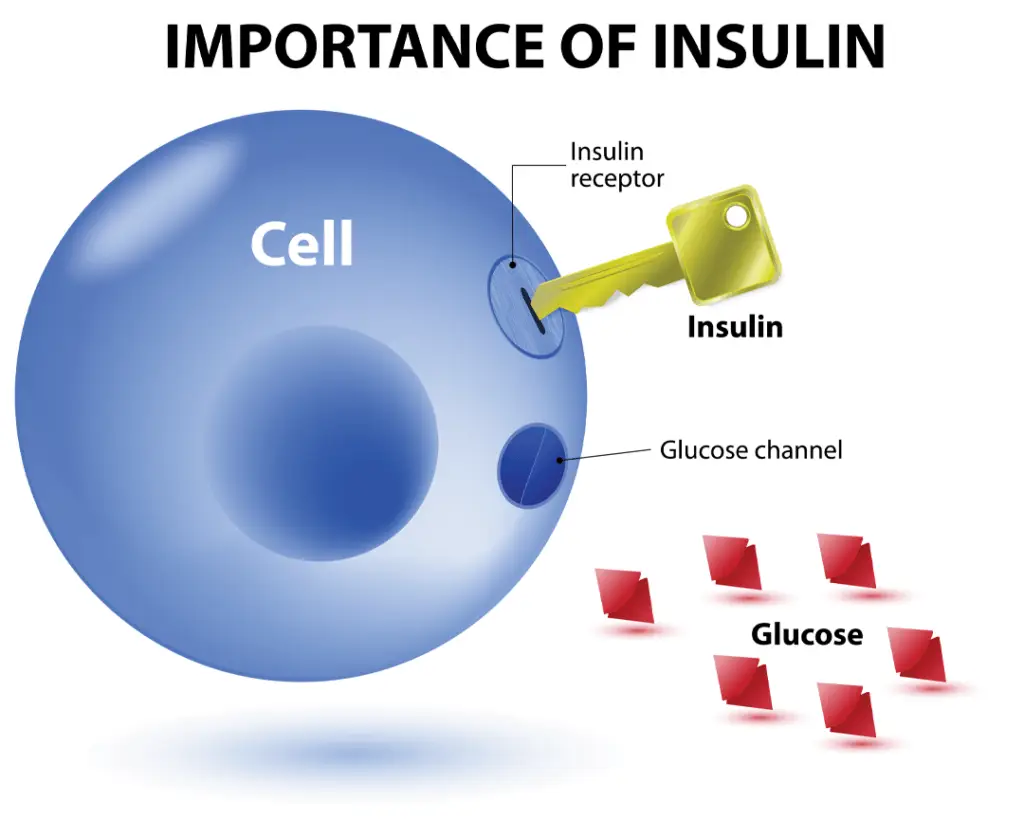 Gary Collier Blog Insulin