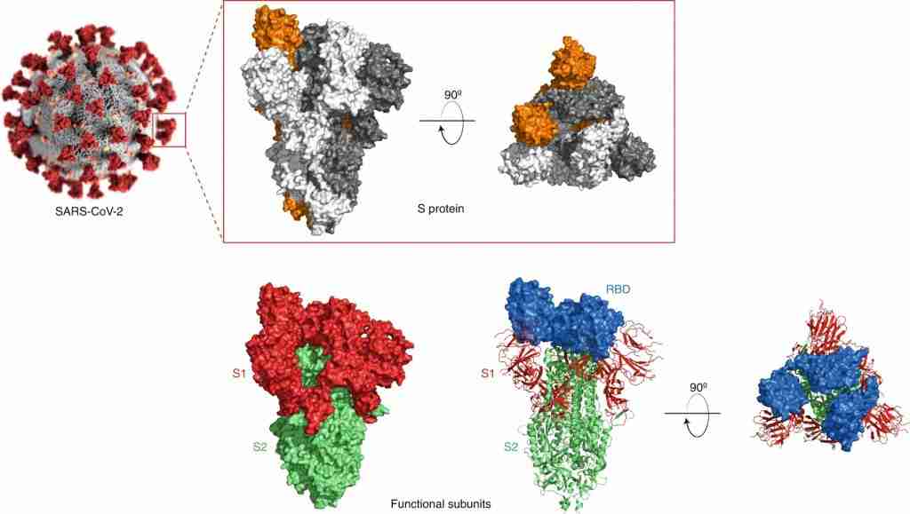 Gary Collier Blog Spike Protein