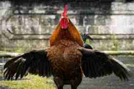 Rooster with wings expanded