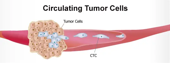 Cancer Chart