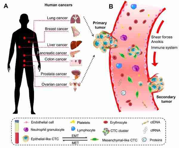 Cancer Medical Chart