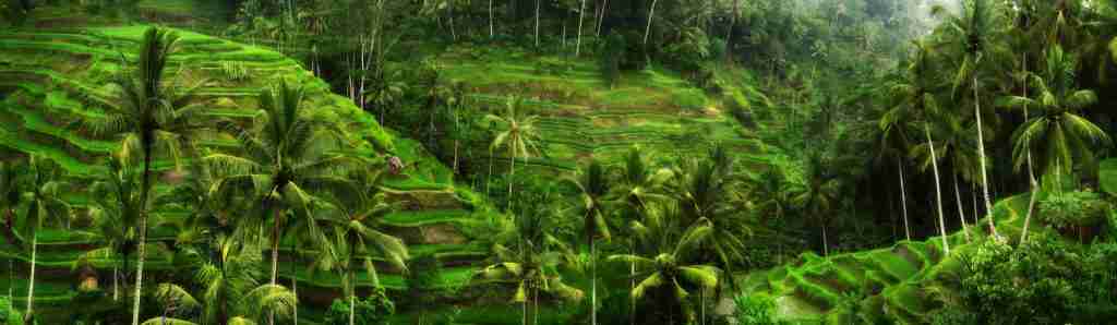 Terraced Rice Fields