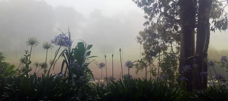 Foggy countryside